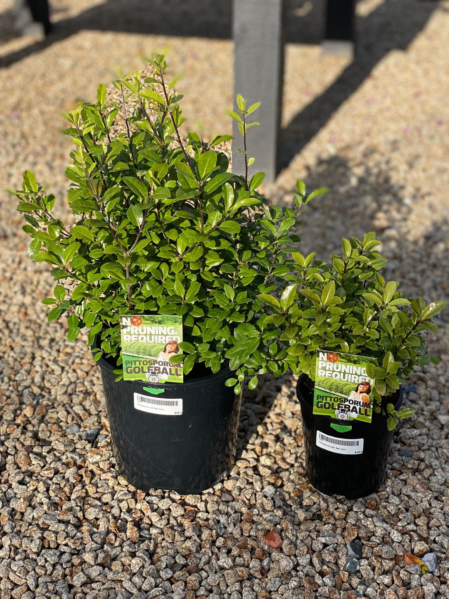 Pittosporum Golf Ball Gills Nursery